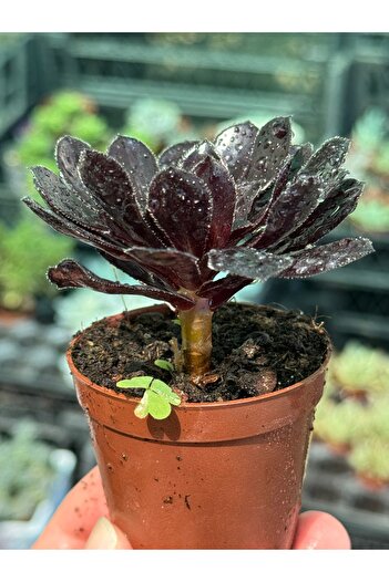 SukuLand Aeonium Zwarfkop ithal koleksiyonluk özel tür sukulent 5,5cm saksıda