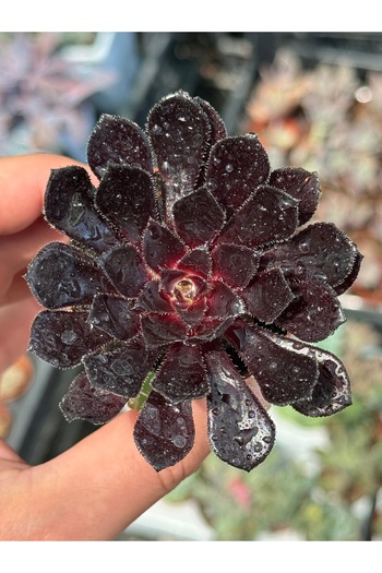 SukuLand Aeonium Zwarfkop ithal koleksiyonluk özel tür sukulent 5,5cm saksıda