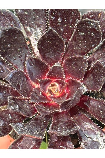 SukuLand Aeonium Zwarfkop ithal koleksiyonluk özel tür sukulent 5,5cm saksıda
