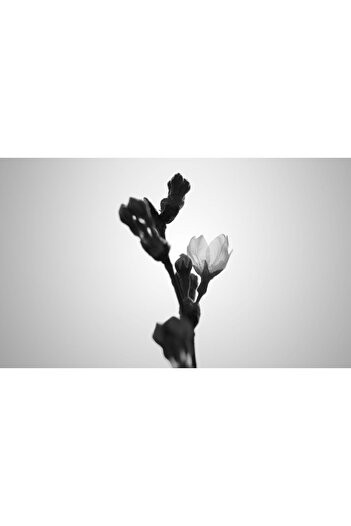 Harikabirev Amazing | Black&White Color Orchid Model | Framed Tempered Glass Table Single Horizontal