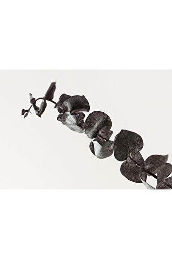 Harikabirev Amazing | Black&White Color Leafed Plant Model | Framed Tempered Glass Table Single Horizontal