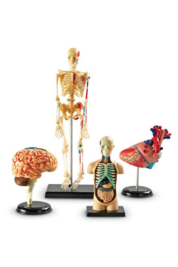 Learning Resources Model set - Anatomy