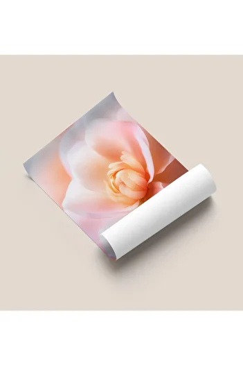 Rosaart Frameless Poster, Digital Printing, Pink Flower, Classic, Modern, Abstract, Minimalist Poster