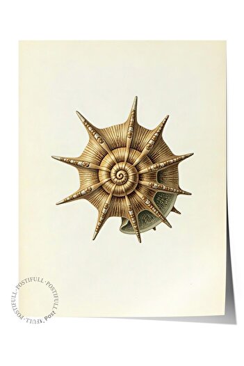 Postifull Frameless Wall Poster, Seashell, Illustration, Brown Color Poster, 2025 Summer Selection, No:1