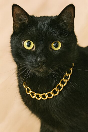 Buddy Store Trend Pet Collars Gold - for Stylish Owner Friends (Suitable for 5-12 kg)