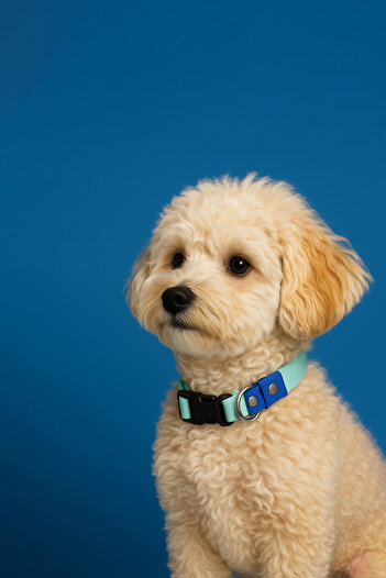MOOD PAW Sky Mood Adjustable Dog Collar