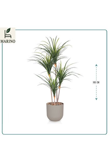 Generica 4-branch cactus tree in a 165 cm plastic pot