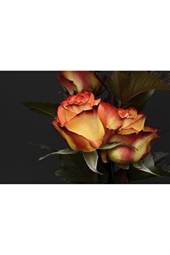 Alista Home Decorative wall painting with wooden frame, 33cm x 24cm, with flowers3383
