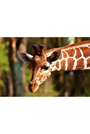 Alista Home Decorative wall painting with wooden frame, 33cm x 24cm, with animal210