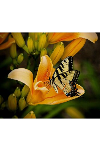 Alista Home Decorative wall painting with wooden frame, 33cm x 24cm, with flowers3509