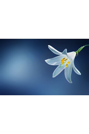 Alista Home Decorative wall painting with wooden frame, 33cm x 24cm, with flowers3385