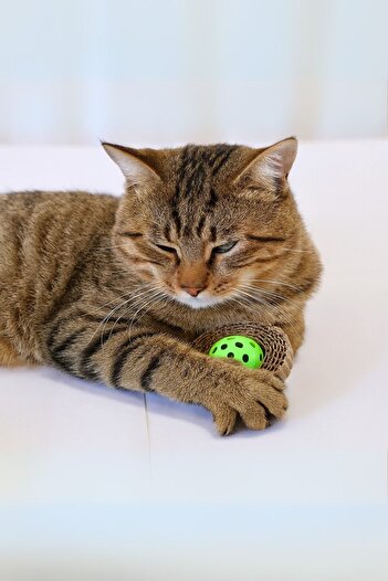 YOYOSO Cardboard Cat Toy