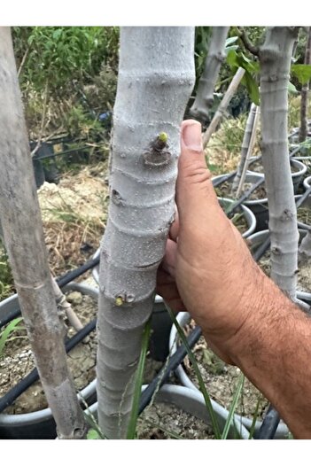 ASES SAKSIDA 5 YAŞ ,MEYVE VEREN DÜRDANE SİYAH BURSA İNCİR FİDANI BOY 200 CM +