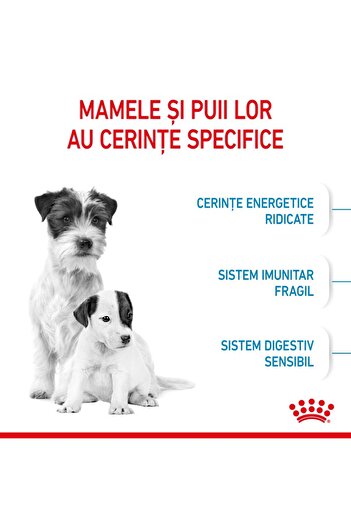 Royal Canin Royal Canin Mini Starter Mother & Babydog gestation/lactation puppy dry dog food, 4 kg