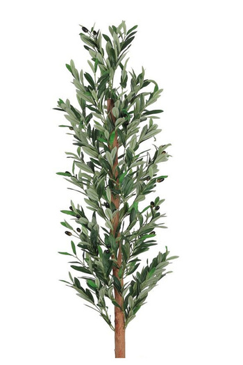 Generic Olive tree 1 branch plastic tub