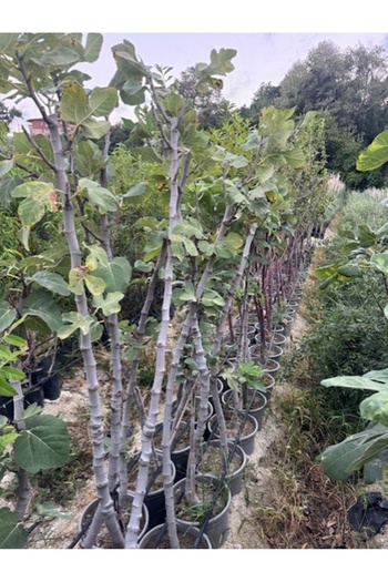ASES SAKSIDA 5 YAŞ ,MEYVE VEREN DÜRDANE SİYAH BURSA İNCİR FİDANI BOY 200 CM +