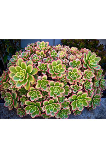 SukuLand Aeonium Haworthii özel tür sukulent 5,5cm saksıda
