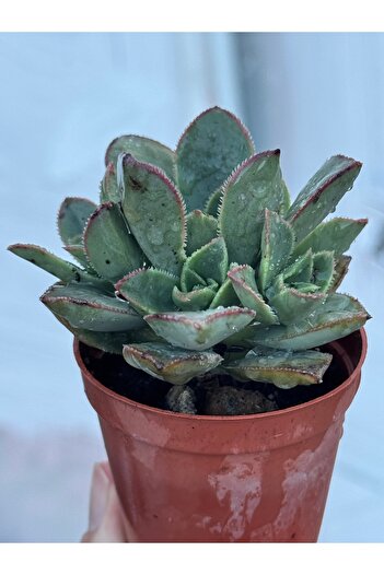 SukuLand Aeonium Haworthii özel tür sukulent 5,5cm saksıda