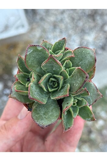 SukuLand Aeonium Haworthii özel tür sukulent 5,5cm saksıda