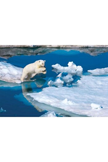 CLEMENTONI 1000 Piece Puzzle Polar Bear