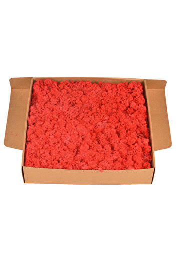 Azay Design Box of stabilized lichens, 500 g, Color Red