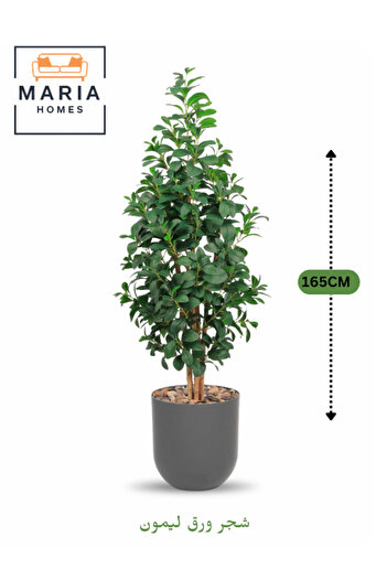 MARIA HOMES Artificial Lemon Leaf Tree 165 cm – Green Foliage in Grey Plastic Pot for home decor