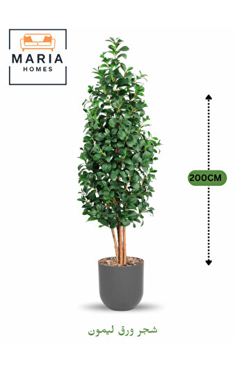 MARIA HOMES Artificial Lemon Leaf Tree 200 cm – Green Foliage in Grey Plastic Pot for home decor