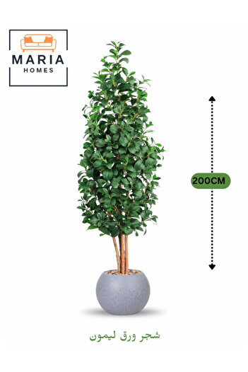 MARIA HOMES Artificial Lemon Leaf Tree 200 cm – Green Foliage in Round Grey Plastic Pot for home decor