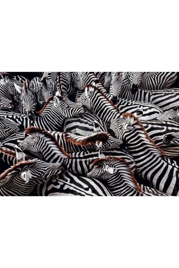 CLEMENTONI Puzzle 1000 pieces Zebra 39729
