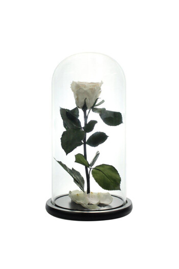 velve Cryogenic Rose in glass dome with black top, on bed of petals, White