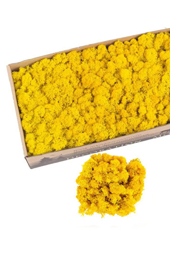 Azay Design Box of stabilized lichens, 500 g, Color Yellow