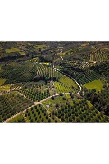 Mediterranean Tastes Extra Virgin Olive Oil, by Savouidakis