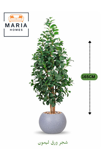 MARIA HOMES Artificial Lemon Leaf Tree 165 cm – Green Foliage in Round Grey Plastic Pot for home decor