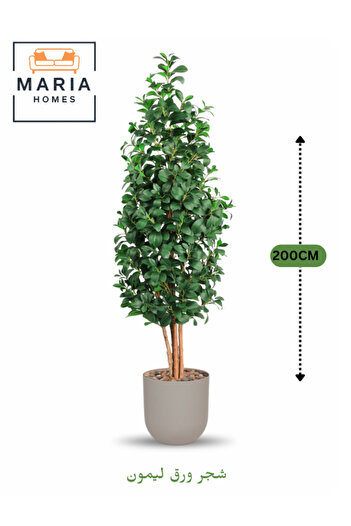 MARIA HOMES Artificial Lemon Leaf Tree 200 cm – Green Foliage in Light Gray Plastic Pot for home decor