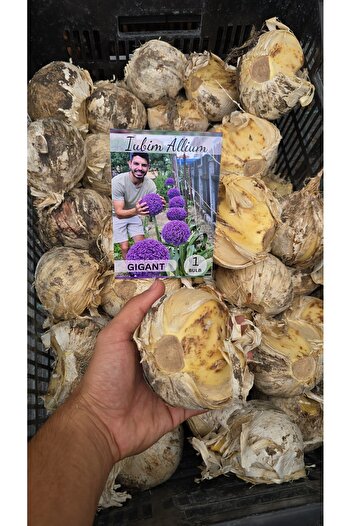 Bulbi și Plante BULB ALLIUM GIGANT