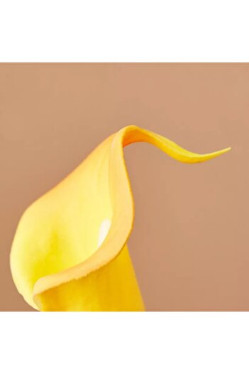 Generic Aria PU Lily Stem - 36 cm