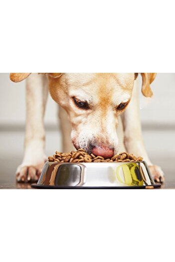 Other PetJet Metal Dog and Cat Food and Water Bowl, Non-Slip, 350ml