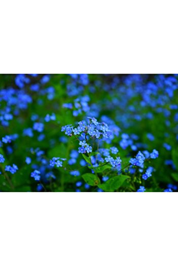 Alista Home Decorative wall painting with wooden frame, 33cm x 24cm, with flowers3489