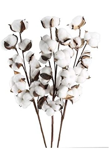 Generic GTIDEA 3 Pack Cotton Stems 30 Balls Cotton Flowers Plant Natural Dried Floral Arrangement for Farmho
