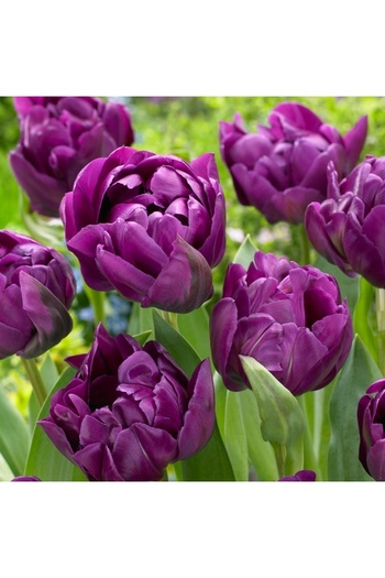 Bulbi și Plante NEGRITA DOUBLE TULIPS - 10 BULBS