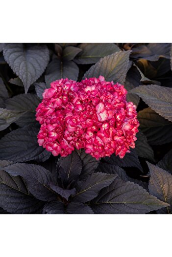 Bulbi și Plante HYDRANGEA MACROPHYLLA 'ECLIPS' - P12