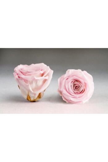 velve Box arrangement with pink cryogenic rose on a bed of multicolored lichens, White
