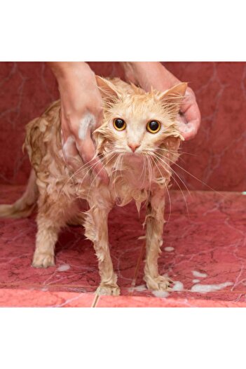 recordit New York Line Dry Wash Lotion for Dogs and Cats, 250 ml