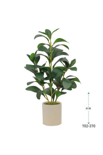co arma Lemon seedling in a plastic container, simulating natural seedlings, 45 cm high