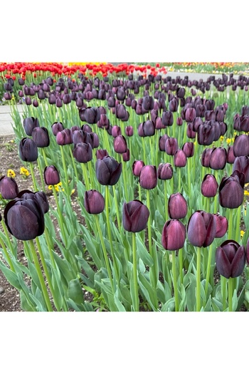Bulbi și Plante BLACK TULIPS (QUEEN OF NIGHT) 10 bulbs