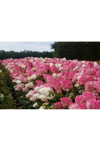 Bulbi și Plante PANICULATED HYDRANGEA - VANILLA-STRAWBERRY