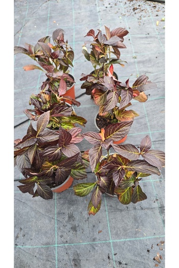 Bulbi și Plante HYDRANGEA MACROPHYLLA 'ECLIPS' - P12