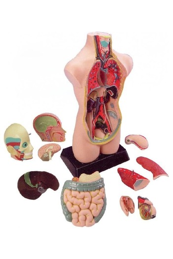 EDUCA Edu Toys Human Anatomy Model Science Learning Activity Set