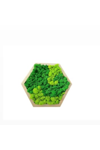 ALVAL Decorative Frame with Stabilized Moss, Dark Green/Light Green, Gold Frame