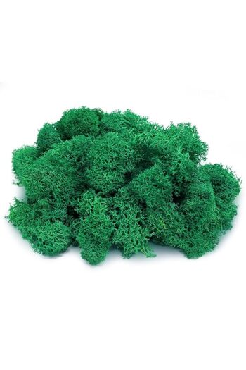 Generic Moss 100g Preserved Artificial Moss Natural Fresh Green Reindeer Moss for Craft Arts Floral Project